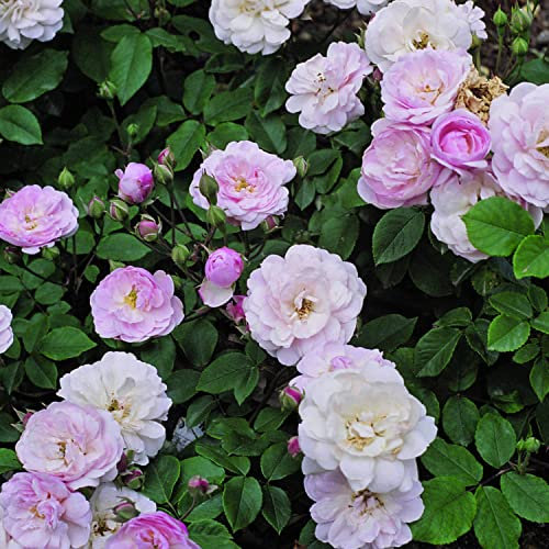 Blush Noisette rosa viva Rose Barni®, rosa rampicante antica rifiorente in vaso con fiori piccoli a grappolo, color bianco rosato, cod 14016.