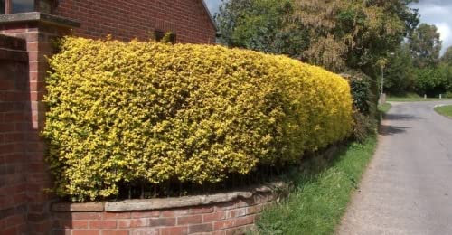 F&G Supplies Golden Privet Hedging Plants Bare Root Evergreen Grade A Sapling Ligustrum Aureum (200, 2-3ft (60-90cm) Tall)