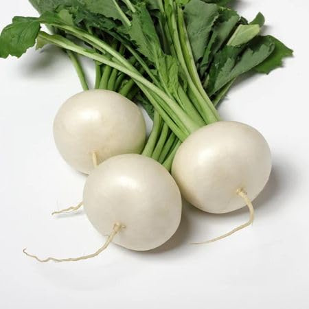 New Fresh 100pcs semi di rapa bianca