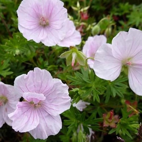 6 x Bloodgungar – Geranium sanguineum 'Apfelblüte' – 9 x 9 cm kruka – ljusrosa blomma