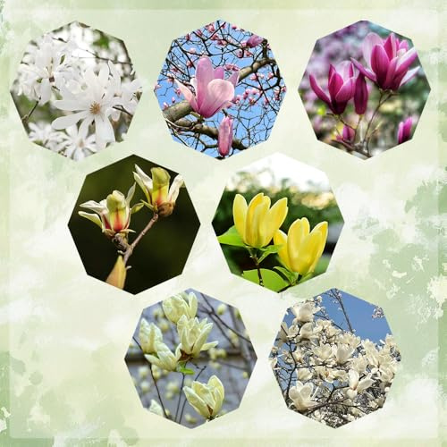 semillas de magnolia - resistentes jardín, balcón 40pcs