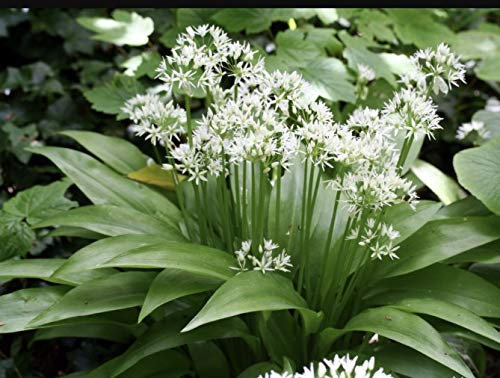 18 bulbes ail des ours non traités