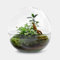 Biodome Bonsai – 30 cm Flaschengarten aus Glas für modernes Design und Zen-Atmosphäre – Pflegeleichtes Pflanzenarrangement für stilvolle Innenräume