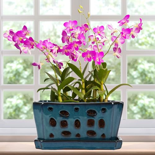 Teenyyou 9.5 Orchid Pot Ceramic with Hole Saucer for Repotting, Blue