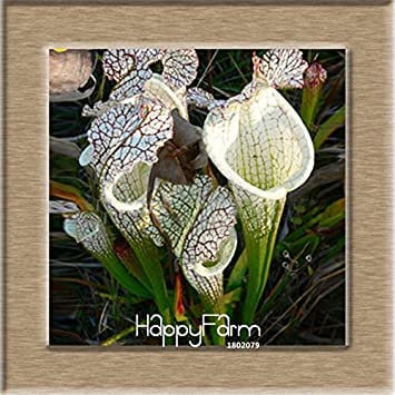 Limite di tempo!!11 Vari semi di Nepenthes Balcone Piante da in vaso Semi Piante carnivore Semi 50 Pz/pacco:Seeds