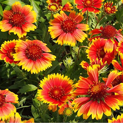 6 x Kokardenblume 'Kobold' - Gaillardia 'Kobold' Topf 9x9cm: Kompakte, rote Blüten, bienenfreundlich, geeignet für Rabatten und Töpfe.