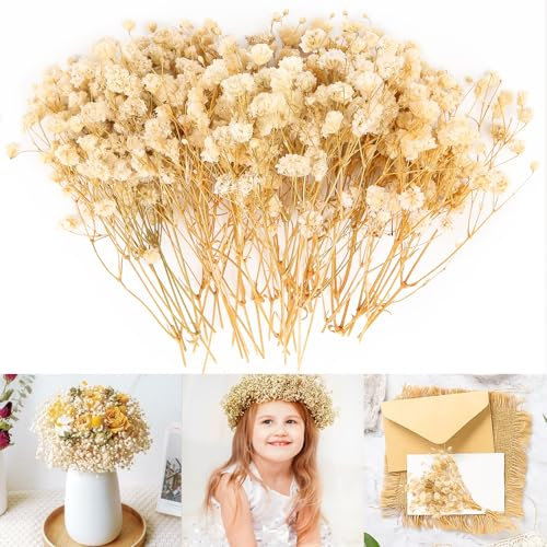 Gypsophila secada, 15 cm, flores secas, gypsophila, flores secas para manualidades, ramo de flores secas, decoración para manualidades, decoración de boda, ramos de novia, decoración del hogar,