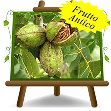 EURO PLANTS VIVAI Noce Pecan Cheyenne - Pianta da Frutto Antico su Vaso da 20x26 - Max 120-140 cm - 2 Anni