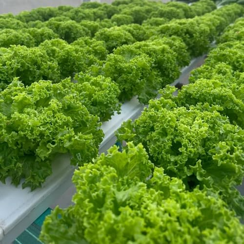 pflücksalatsamen winterhart,salat, luftreinigende kopfsalat garten indoor alte sorten 450pcs