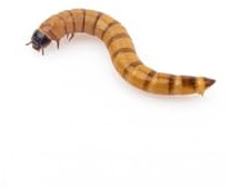 Anthouse – Zophoba Morio Ración Pequeña de 25gr – Alimento Vivo Nutritivo para Hormigas y Reptiles Insectívoros – Gusanos de la Harina para Dieta Natural – Alto Contenido en Proteínas y Grasas