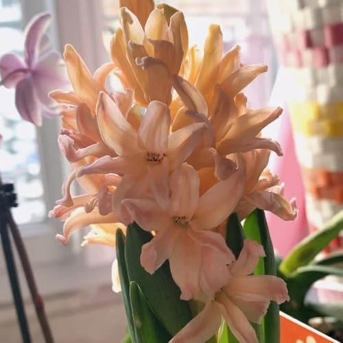 3bulbos de jacintos - jacintos - ecen en primavera, rara Los perennes y resistentes, primavera decoración salón