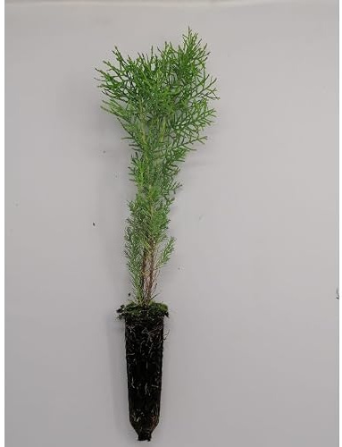 25 Uds Plantas de Ciprés Cartagenero (30-50 cm) | Ideal Para Setos Vivos y Cerramientos Naturales | Planta para Seto Mediterráneo – Rápido Crecimiento