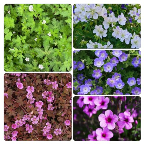 semi di geranio - giardino balcone esotiche interno decorazione 300pcs