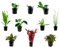 Tropica Einsteiger Maxi Set mit 10 Topf Pflanzen Aquariumpflanzenset Nr.37 Wasserpflanzen Aquarium Aquariumpflanzen