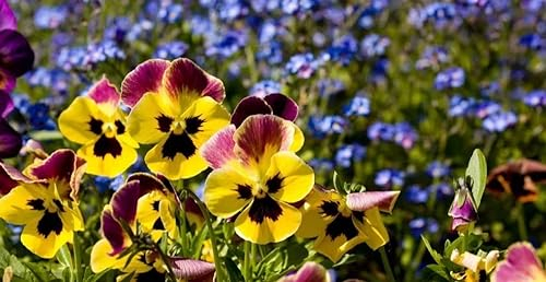 NO-GMO 180 Samen, Swiss Giant Pansy Seeds Winter Flower Mix Farbe Heirloom Samen