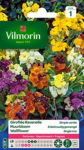 Vilmorin 5293041 Giroflée Multicolore 9 x 0.5 x 16 cm