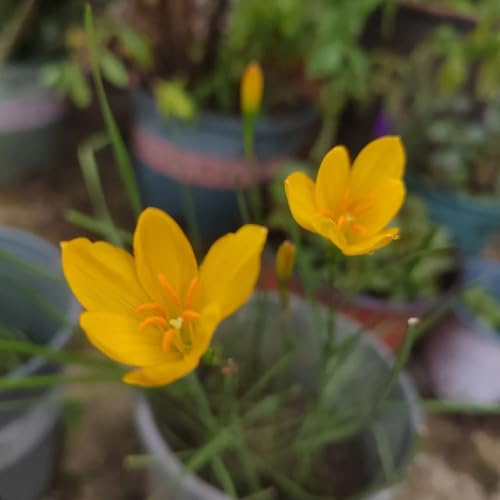 bulbi di zefiranti esotici resistenti per giardino, rocce resistenti 15pcs