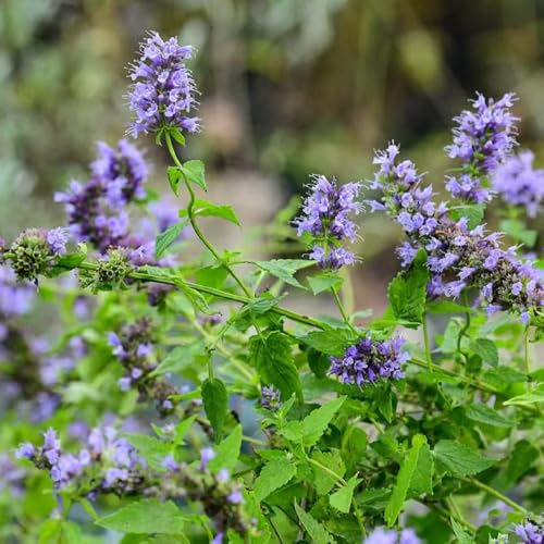 semillas de agastache - decoración jardín silvestres 550pcs