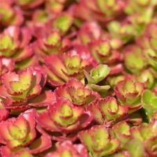 Seeds Sedum spurium var. coccineum (25 seeds) Two Row Stonecrop Splendens Purple Carpet: Only Seeds