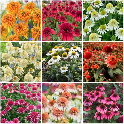 Semi di echinacea, regali sostenibili Echinacea purpurea, resistenti per il giardino semi di esotiche da giardino roccioso resistenti 300pcs