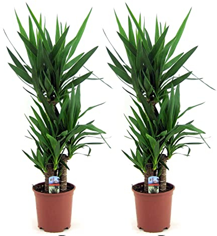 Plant in a Box - Yucca Elephantipes - Palmlilie - 2er Set - Zimmerpflanze - Topf 21cm - Höhe 70-80cm
