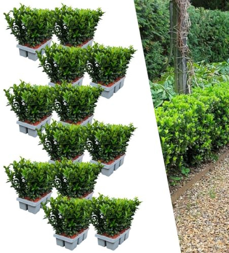 Plants by Frank | 72 Grüne Spindelstrauch Heckenpflanzen | Euonymus Japonicus 'Green Spire' | Japanischer Spindelstrauch | Winterhart | Immergrüne Hecke | Gartenpflanzen
