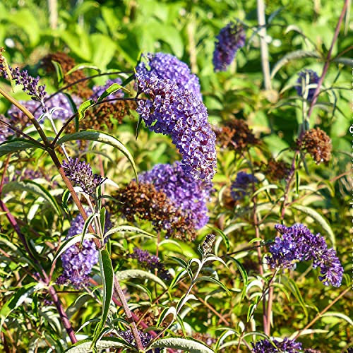 Buddleja davidii a fiore blu, 2 piante con altezza 40/60 cm, vaso Ø16, Albero delle farfalle