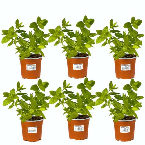 Hierbabuena Aromática |Pack 6 Plantas | DECOALIVE Planta de Menta Hierba Buena Comestible
