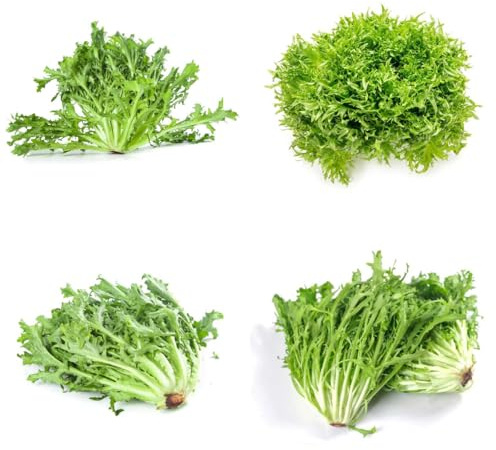 comprare indivie semi di per da appartamento balcone semi di indivia Aiule rialzate per il giardino resistenti in vaso da giardino perenni resistenti verdi 200semi