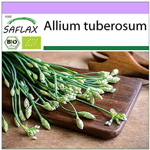 SAFLAX - BIO - Schnitt - Knoblauch - 100 Samen - Allium tuberosum