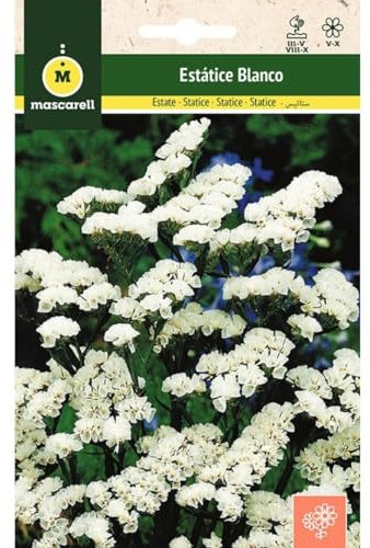 Mascarell Semillas, ESTATICE BLANCO, Semillas Flores Exterior para Decoración, 0,4 Gramos
