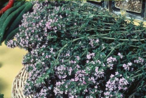 Pcs - 750x Thym Hiver Thymus Vulgaris Semences Jardin Plantes - Graines K213 - Seeds & Plants Shop by Ipsa