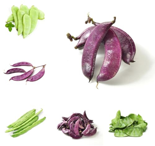 semillas de frijol casco - variedades antiguas Lablab purpureus - decoración de jardín exterior, verdes de interior 50pcs
