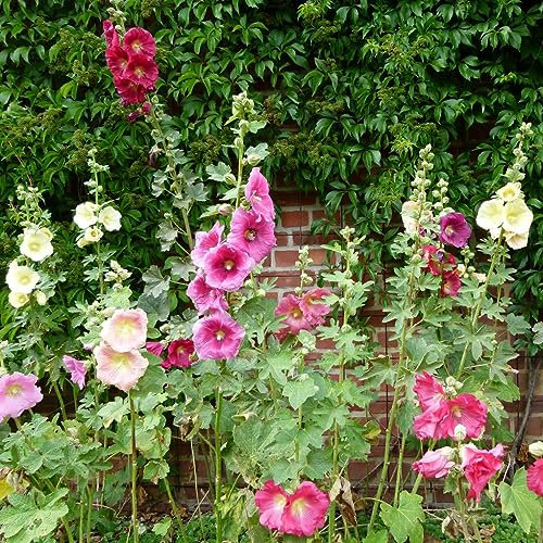 Hollyhocks Single Mixed 'Alcea rosea' Seeds - 10 Organic Untreated Flower Seed