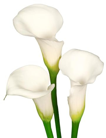 The Bulb Farmers - 12 x Calla 'Ivory Elegance' - Weiß - Blumenzwiebeln direkt vom Züchter - Sommerblüher - Zwiebelgröße 16-18 (die optimale Größe für den Garten)