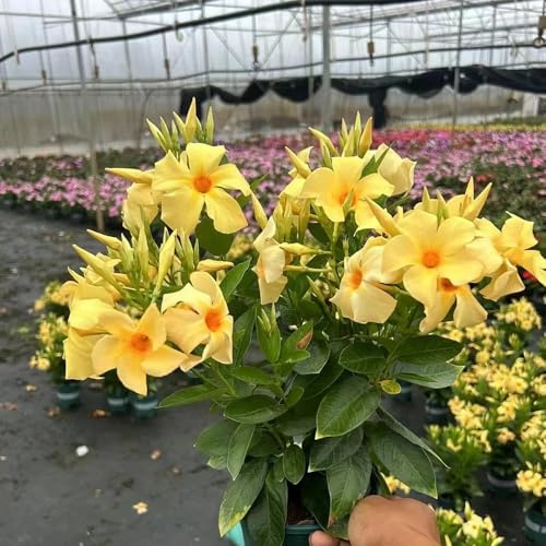 semillas de dipladenia - Mandevilla, invernaderos de balcón, exóticas balcón en interior Cubresuelos 400pcs