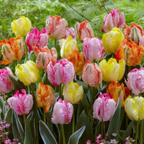 FLORIUM 25 bulbes de tulipes et perroquets (25 bulbes), 5 variétés/couleurs, mélange de Hollande, robuste et vivace, décoration pour jardin, balcon, pots (pas de graines)