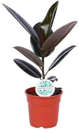 Ficus Elastica Abidjan – Ø 17 cm – 55 cm