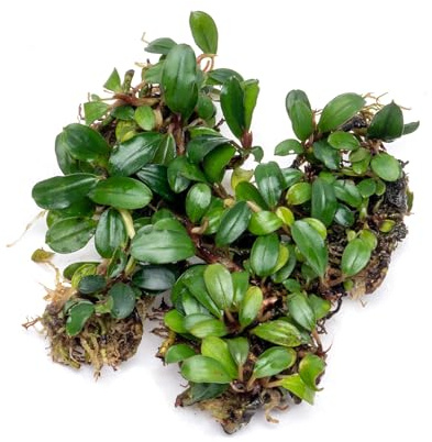 SubstrateSource Bucephalandra Mini Coin Live Aquarium Plant - Natural Freshwater Fish Tank Decorations and Aquatic Decor (Plant (10-15 Leaves))