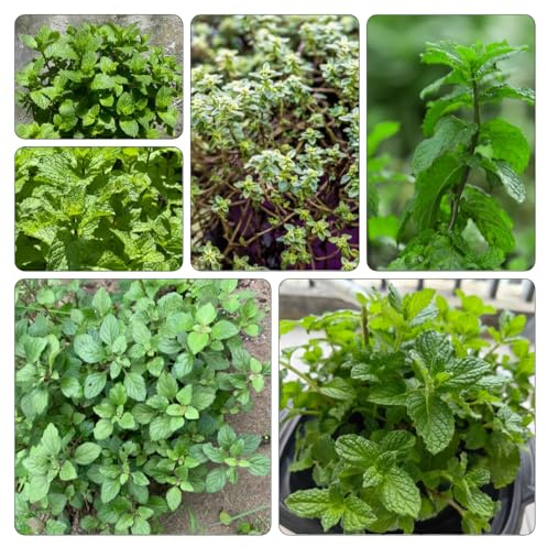 menta marroquí - jardín de verdes de jardín decoración oficina balcón semillas resistentes interior 1200pcs