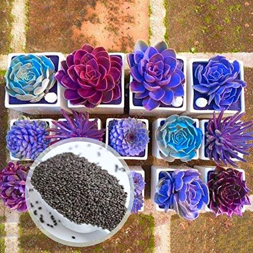200 unids/bolsa flores en maceta semillas de planta no gmo germinación rápida mezclada colores en maceta bonsai semillas jardín Semillas suculentas
