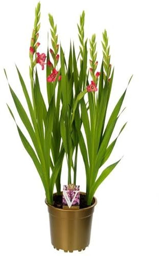 Gladiolus o Gladiolo Bulbo en Maceta para Exterior|Flores Vibrantes de Riego Moderado