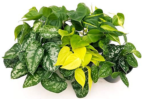 POWERS TO FLOWERS - POTOS, SCINDAPSUS, 5 VARIETA, NEON, TREBII, PICTA, BRASIL, SCANDENS, vaso 12cm, Piante Vere