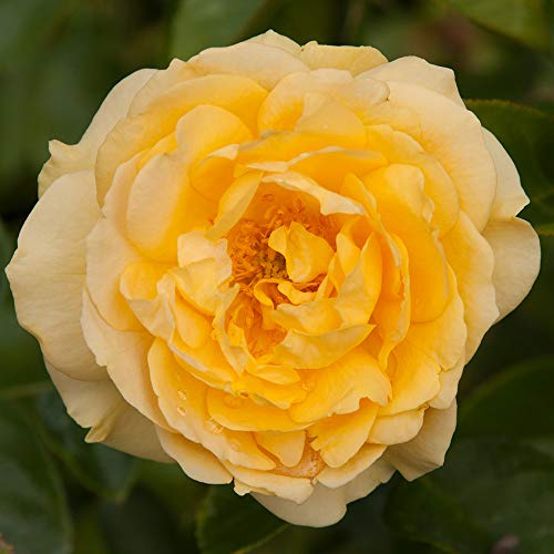 Heirloom Floribunda Roses, Live Own Root Plant for Outdoor Garden, Julia Child™, Moderately FragrantHardiness Zones: 6-10, Continual Blooming