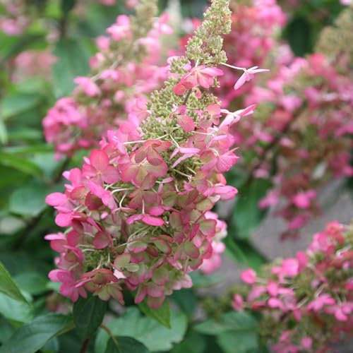 Plant Theory Pinky-Winky Hydrangea Paniculata Shrub Plant 2L Pot