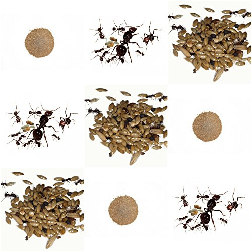 AntHouse Kits de Rechange Complet pour fourmilière de Sable