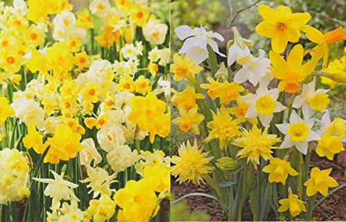 100 gemischte Narzissen Blumenzwiebeln Narcissus