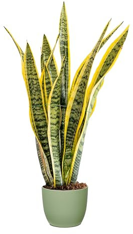 Bonplants Sansevieria Laurentii, Pianta Lingua di Suocera, Vaso 17 cm, h 70 cm (Vaso Verde Salvia)