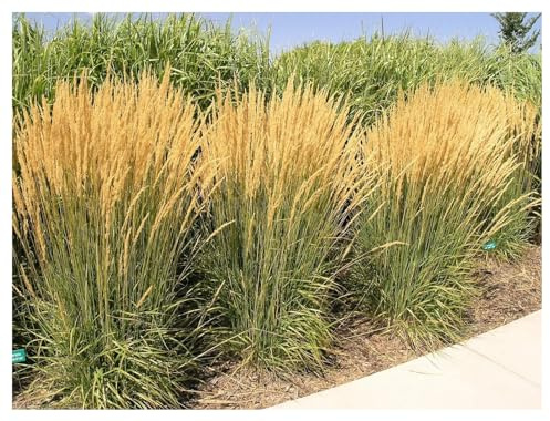 Stauden Gänge 1 x Calamagrostis x acutiflora 'Karl Förster' Reitgras