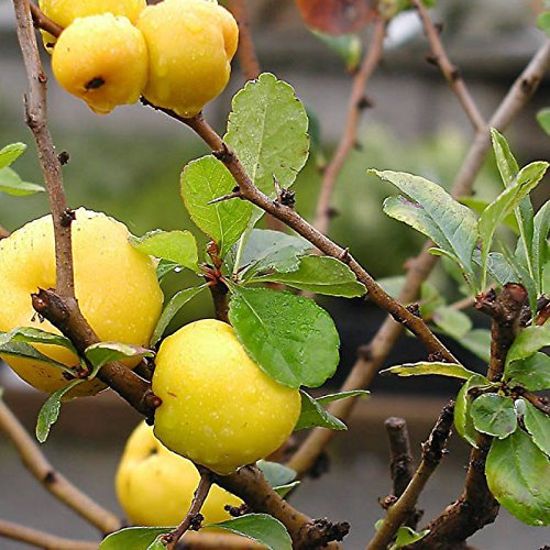GIAPPONESE Quince Chaenomeles Japonica - 20 + SEMI